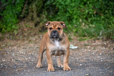Before today - Bulldog continental