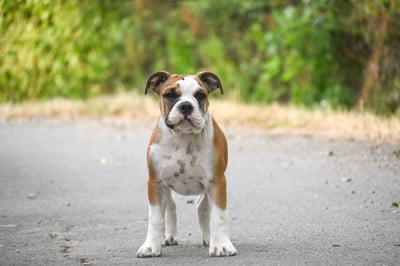 Les chiots de Bulldog continental
