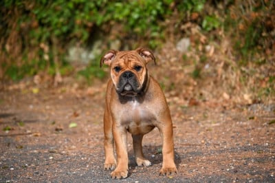Les chiots de Bulldog continental