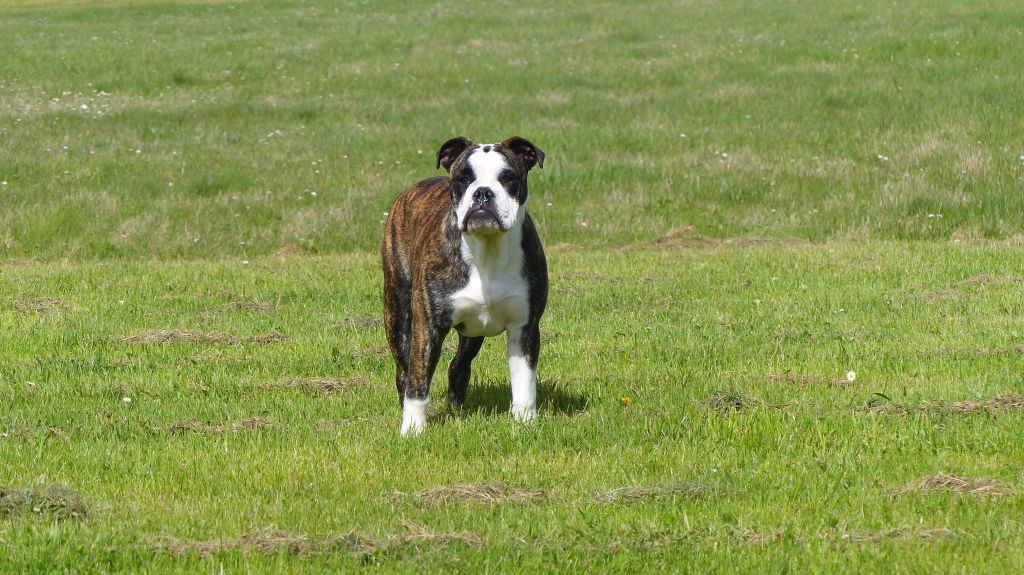 Min ah Des Dieux De L'arène - 1 er excellent- BOBJ - BOB