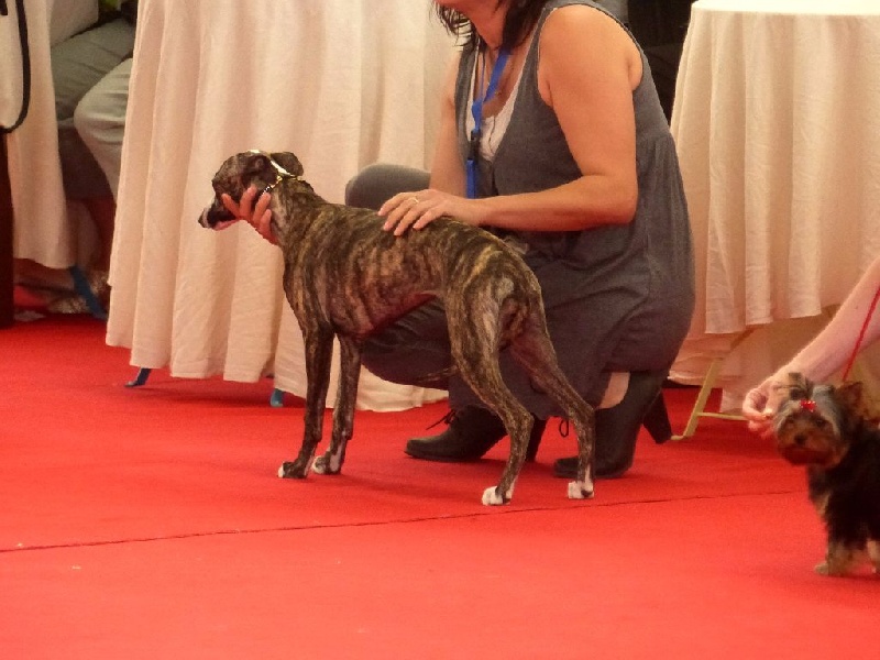 Lempicka von Hoëhenzoller - Très prometteur - BOB baby