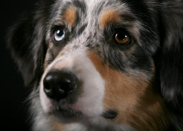 Publication : Daouphars