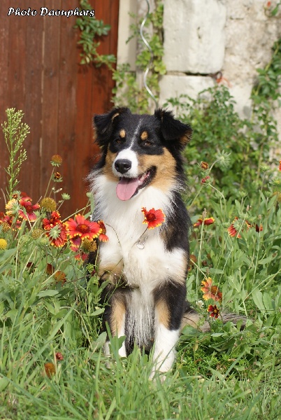 Publication : Daouphars Auteur : Daouphars