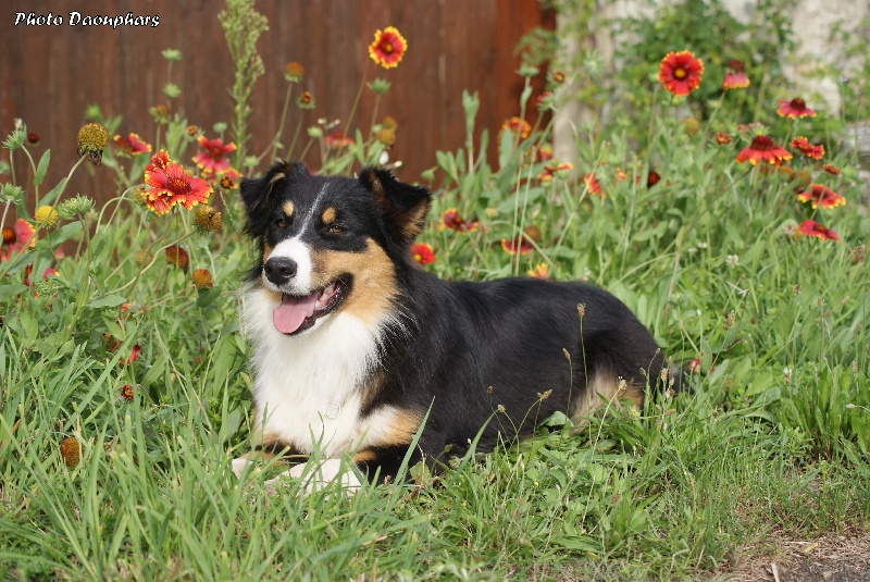 Publication : Daouphars Auteur : Daouphars