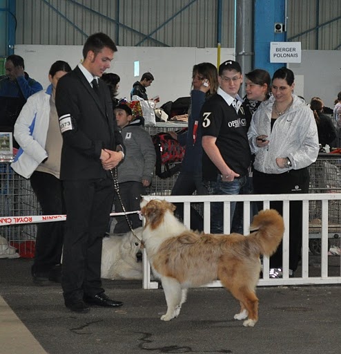 CH. Fast and furious du Grand Germancé - 1er Très Prometteur (puppy)