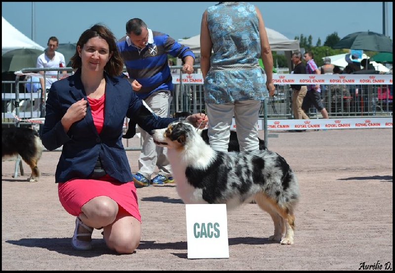 CH. Hocus pocus du Grand Germancé - 1 er excellent classe intermédiaire, CACS