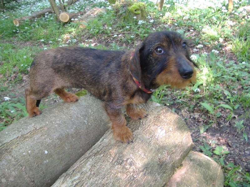 Daisy ( kaninchen)                            de la Cour des Tamaris