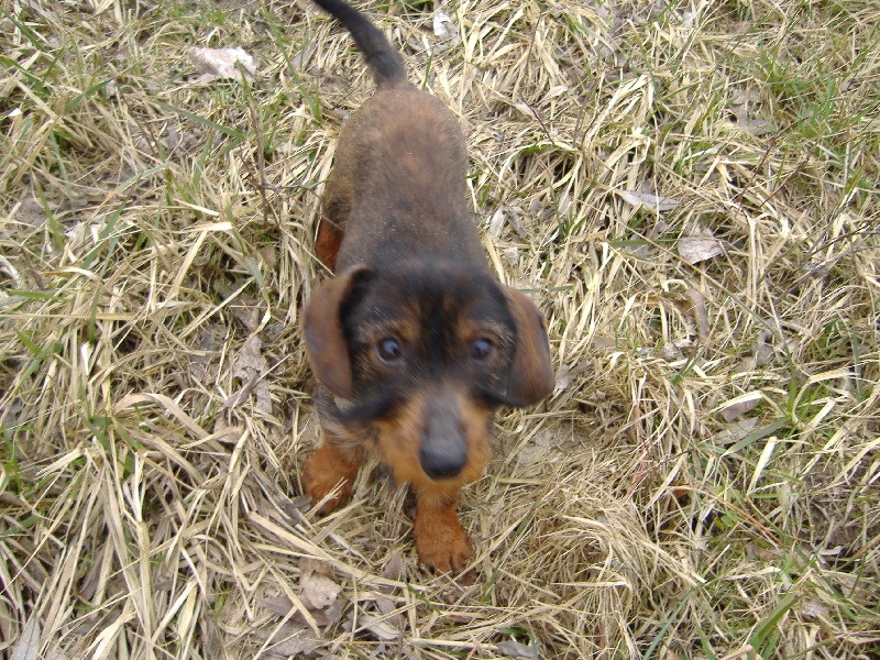 Daisy ( kaninchen)                            de la Cour des Tamaris
