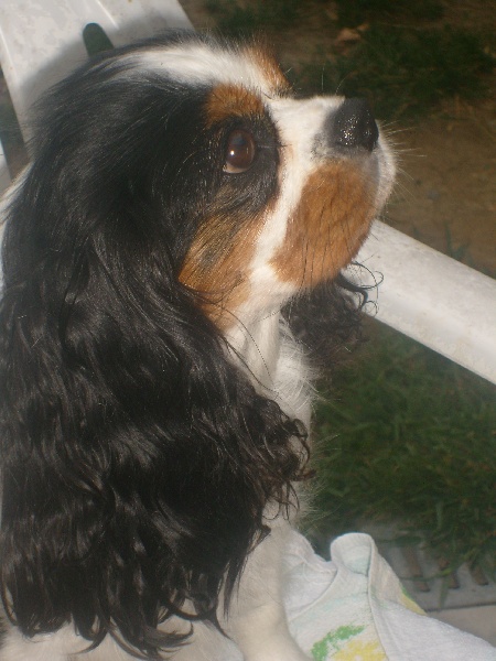 Publication : du piémont jurançonnais Auteur : V. Bernos