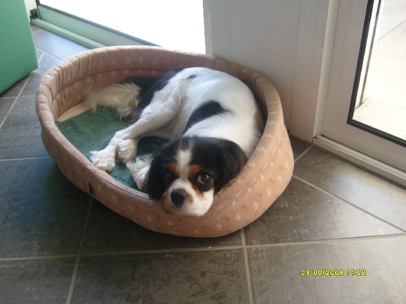 Publication : du piémont jurançonnais Auteur : V. Bernos