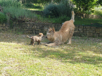 du mas de la pierre bamboche