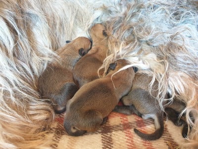 Les chiots de Berger de Picardie