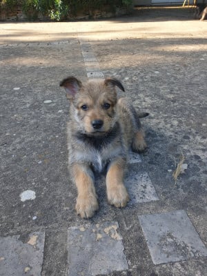 Les chiots de Berger de Picardie