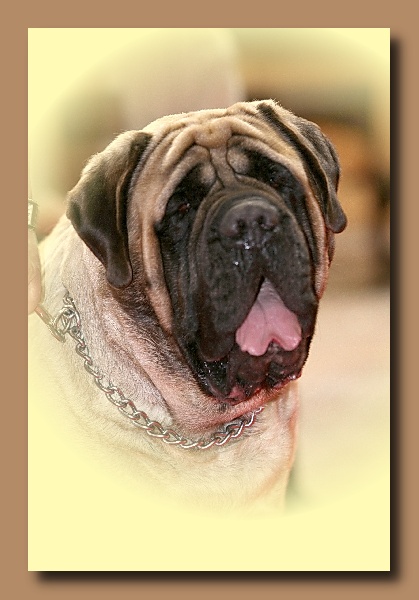 Publication : des Mastiffs d'Enfer