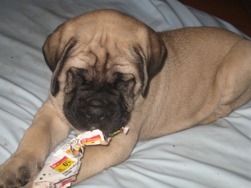 Gabin bachkir des Mastiffs d'Enfer