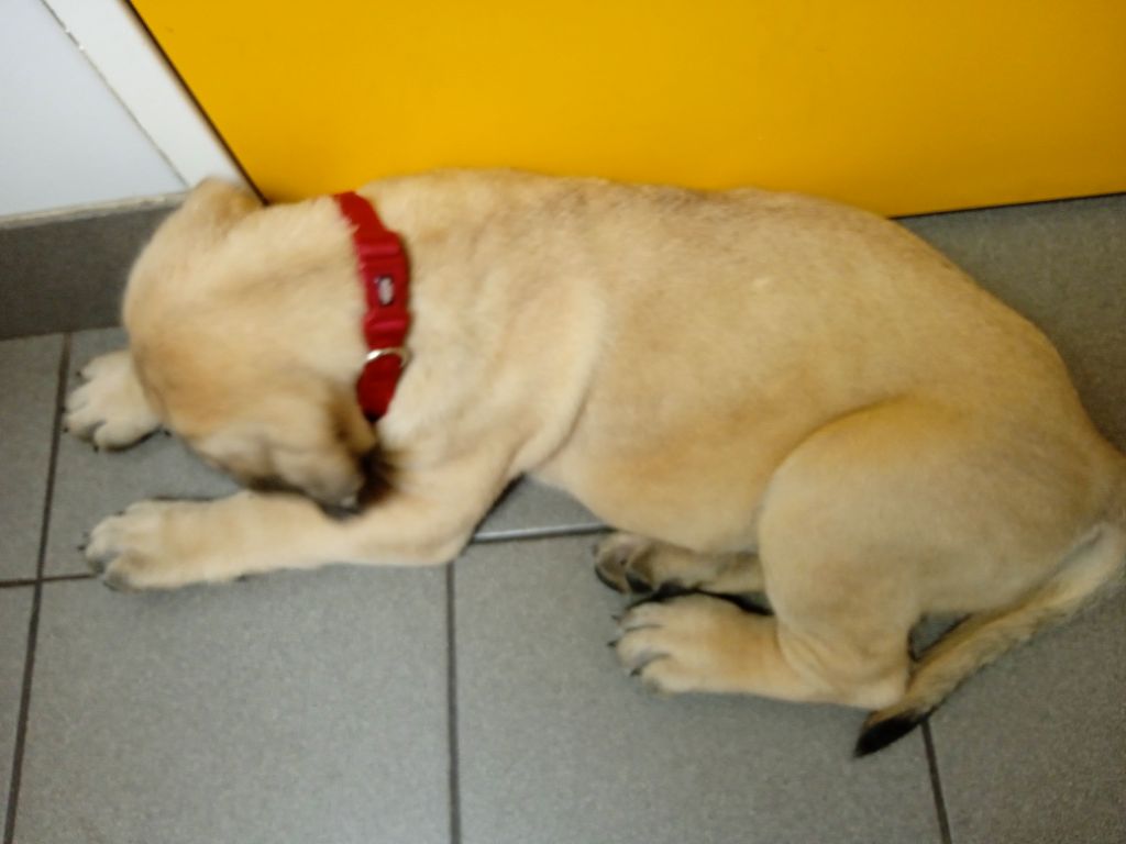 Tchiro tiger des Mastiffs d'Enfer