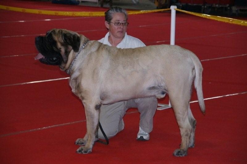 Publication : des Mastiffs d'Enfer