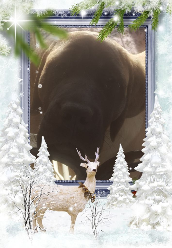 Publication : des Mastiffs d'Enfer