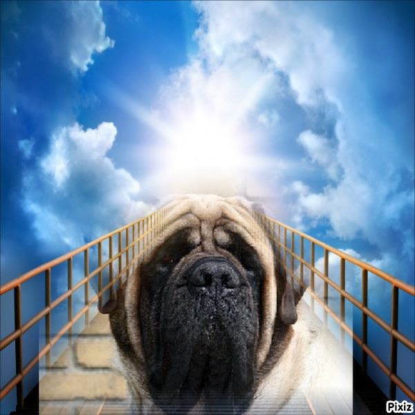 Publication : des Mastiffs d'Enfer