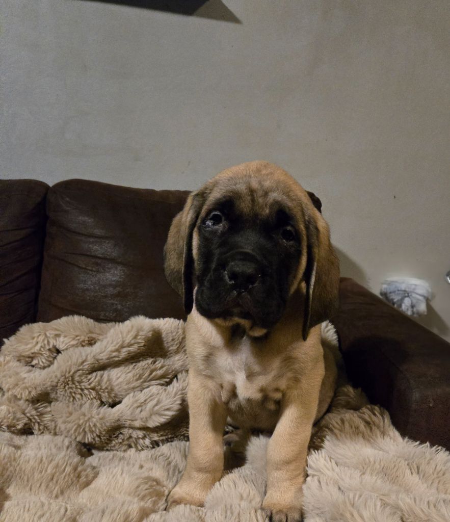 Publication : des Mastiffs d'Enfer