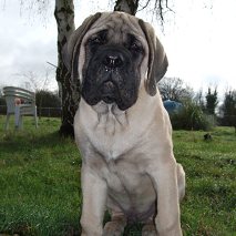 Gabin bachkir des Mastiffs d'Enfer