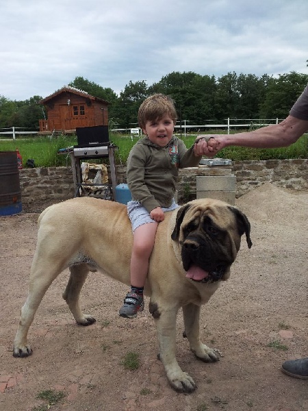 Gabin bachkir des Mastiffs d'Enfer