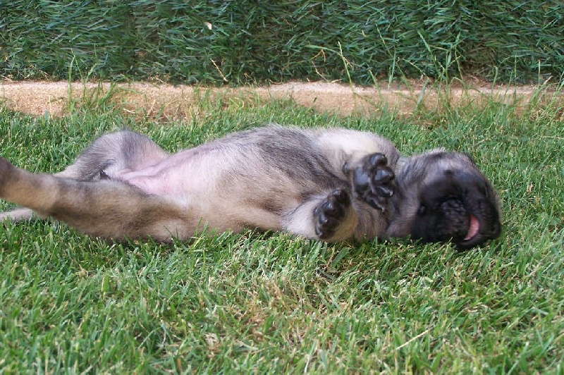 CH. Liberty des Mastiffs d'Enfer