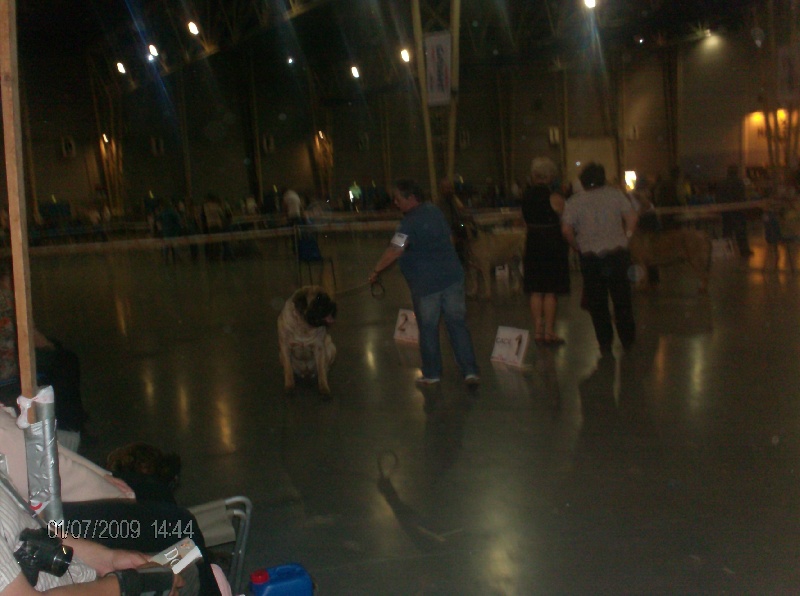 Publication : des Mastiffs d'Enfer