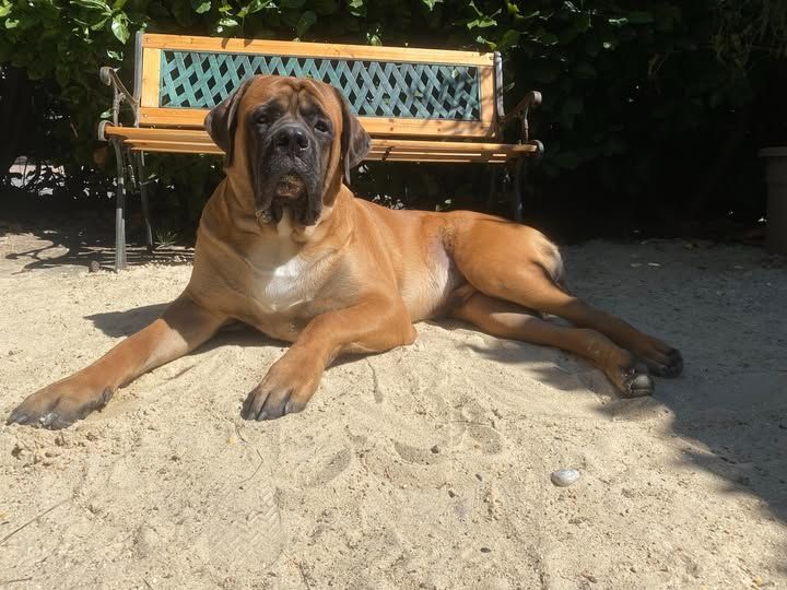 Vadim des Mastiffs d'Enfer
