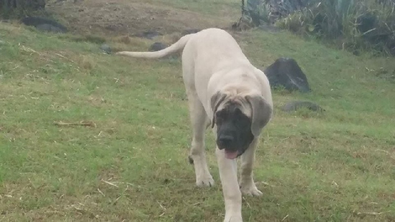 MaÏka gladys des Mastiffs d'Enfer