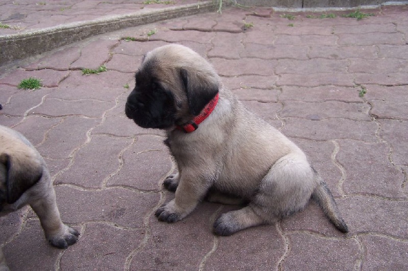 CH. Liberty des Mastiffs d'Enfer