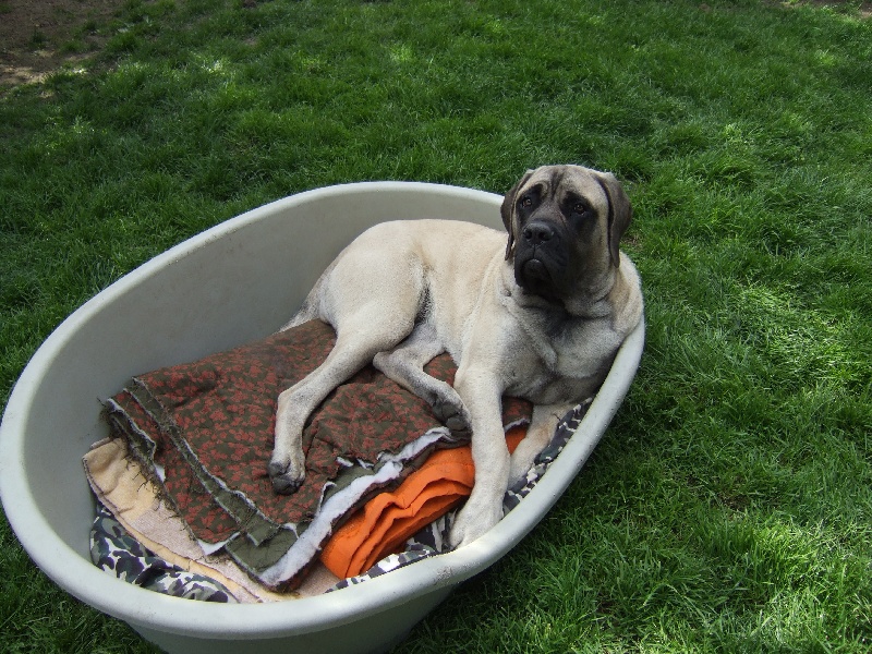 GaÏa gabrielle des Mastiffs d'Enfer