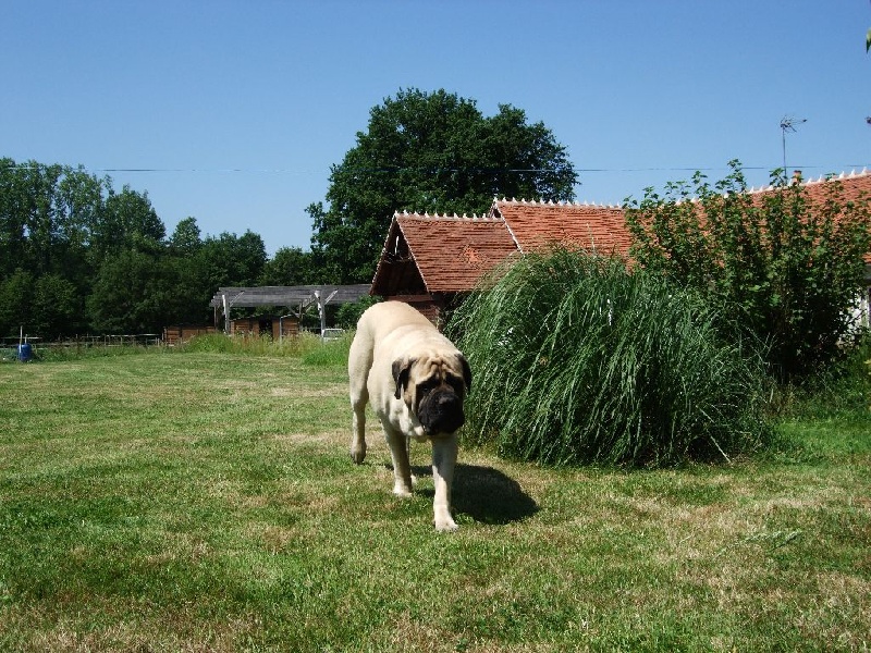 Gabin bachkir des Mastiffs d'Enfer
