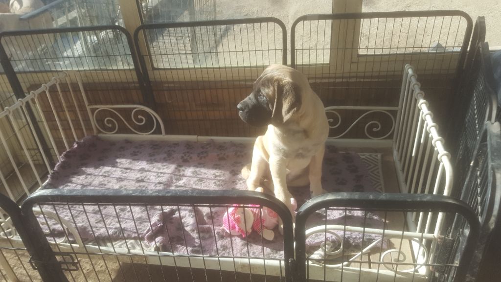 Publication : des Mastiffs d'Enfer