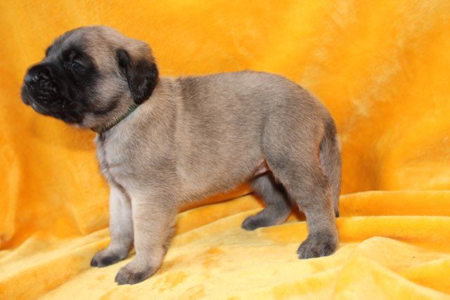 Publication : des Mastiffs d'Enfer