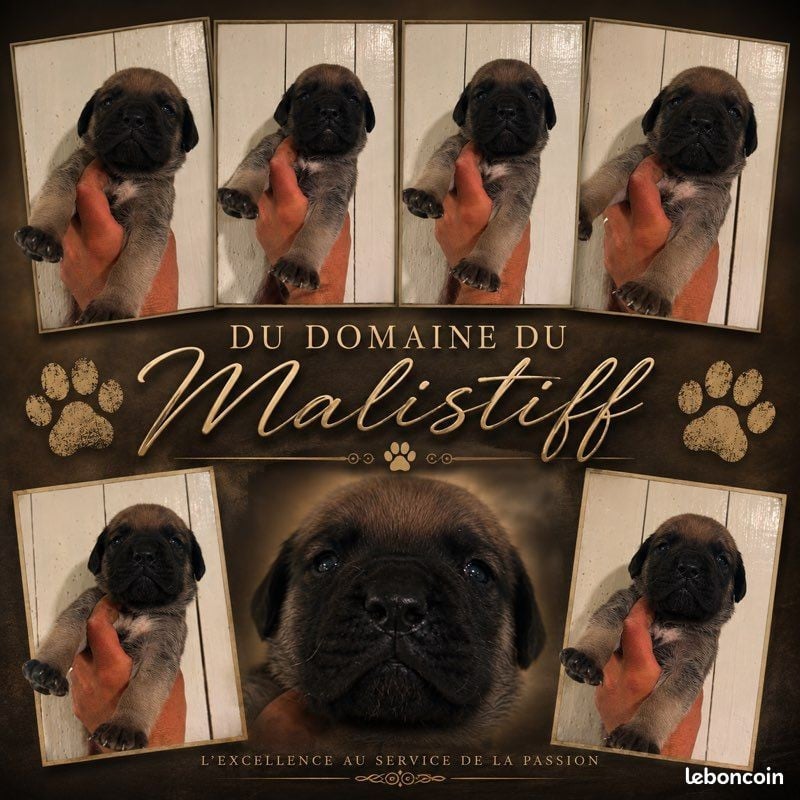 Publication : des Mastiffs d'Enfer