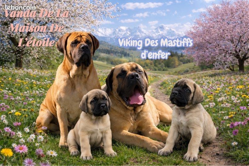 Publication : des Mastiffs d'Enfer