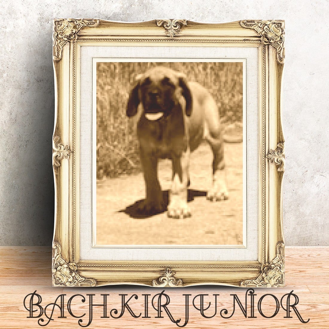 Publication : des Mastiffs d'Enfer