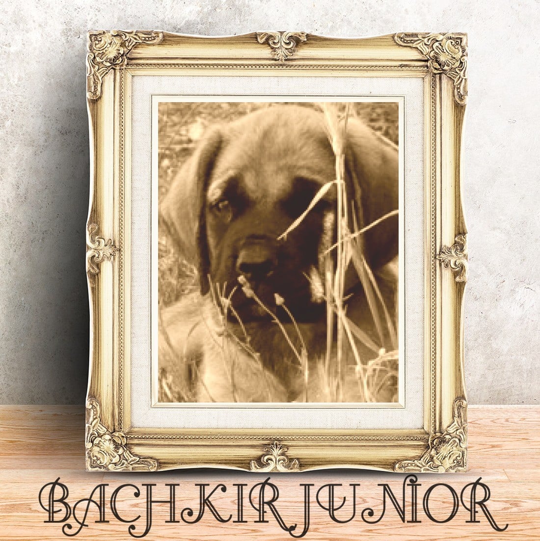 Publication : des Mastiffs d'Enfer