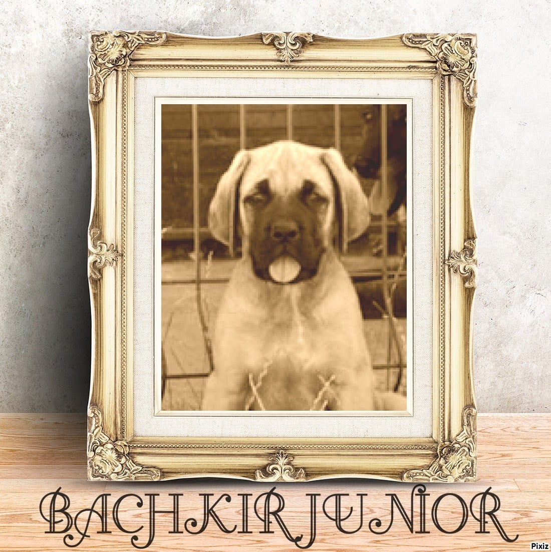 Publication : des Mastiffs d'Enfer