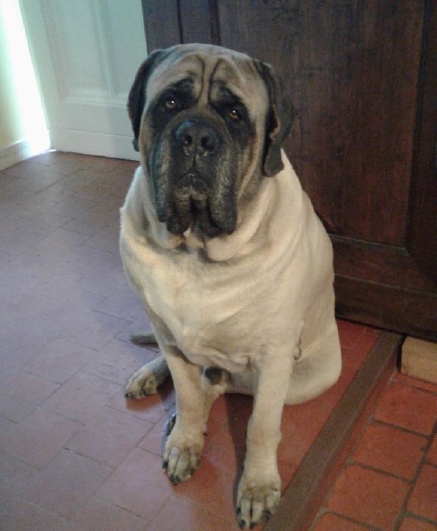 Gabin bachkir des Mastiffs d'Enfer