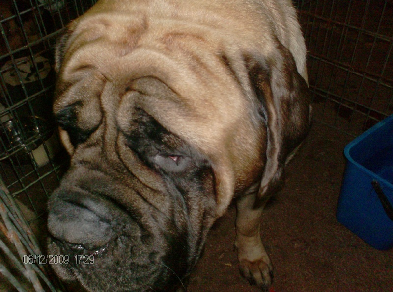 Publication : des Mastiffs d'Enfer