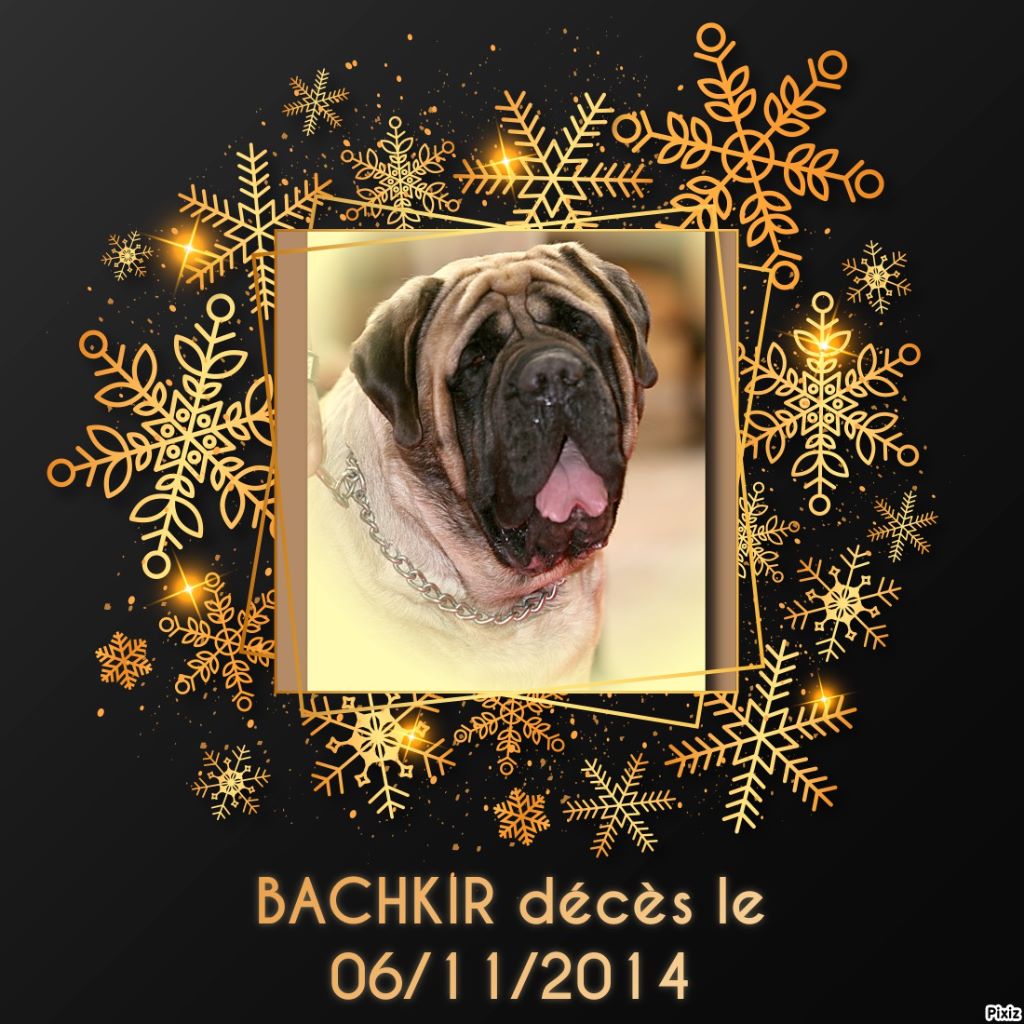 Publication : des Mastiffs d'Enfer