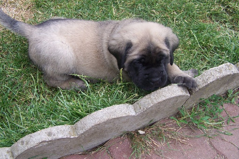 CH. Liberty des Mastiffs d'Enfer
