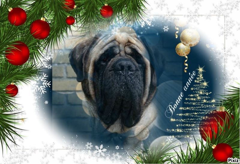 Publication : des Mastiffs d'Enfer