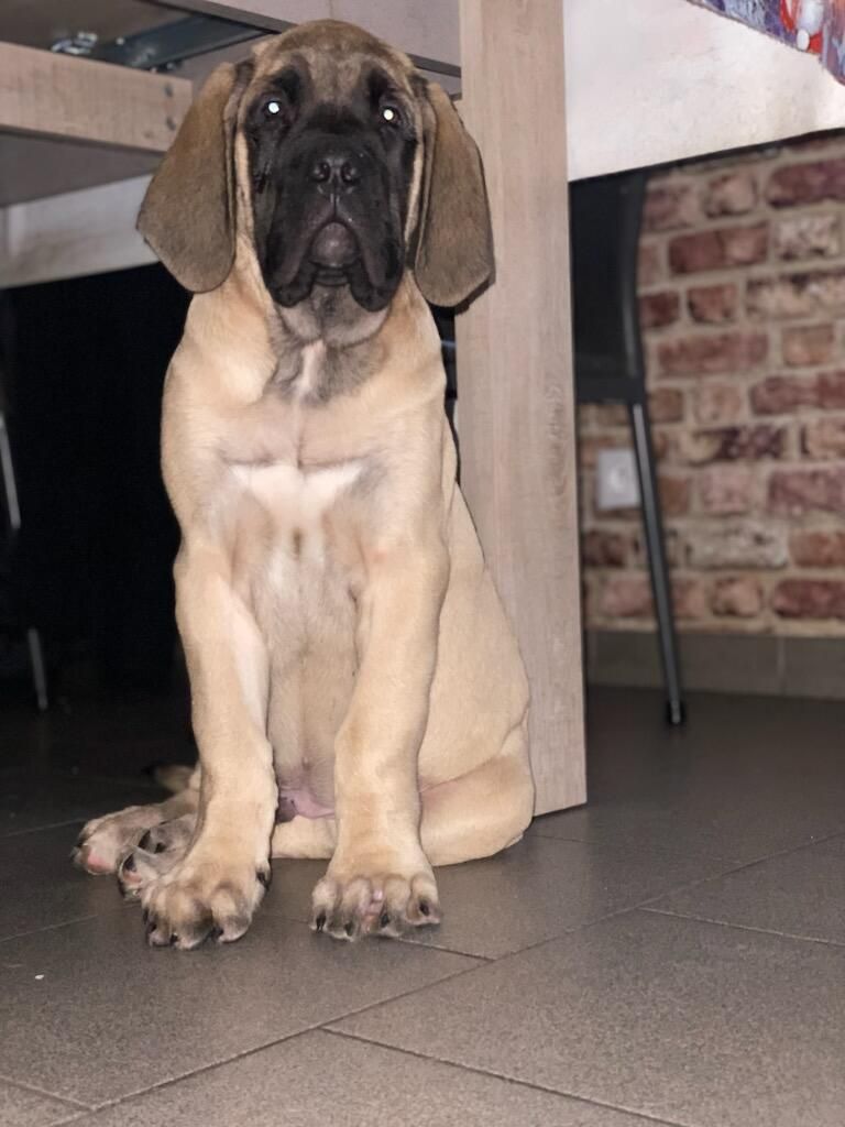 Publication : des Mastiffs d'Enfer