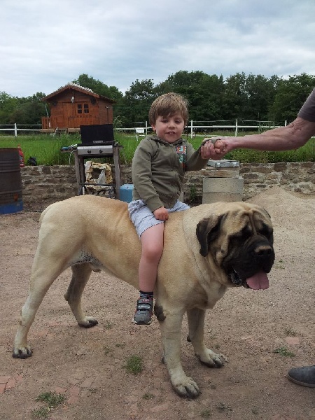 Gabin bachkir des Mastiffs d'Enfer
