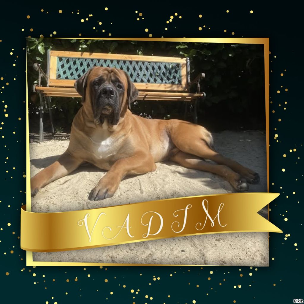 Vadim des Mastiffs d'Enfer