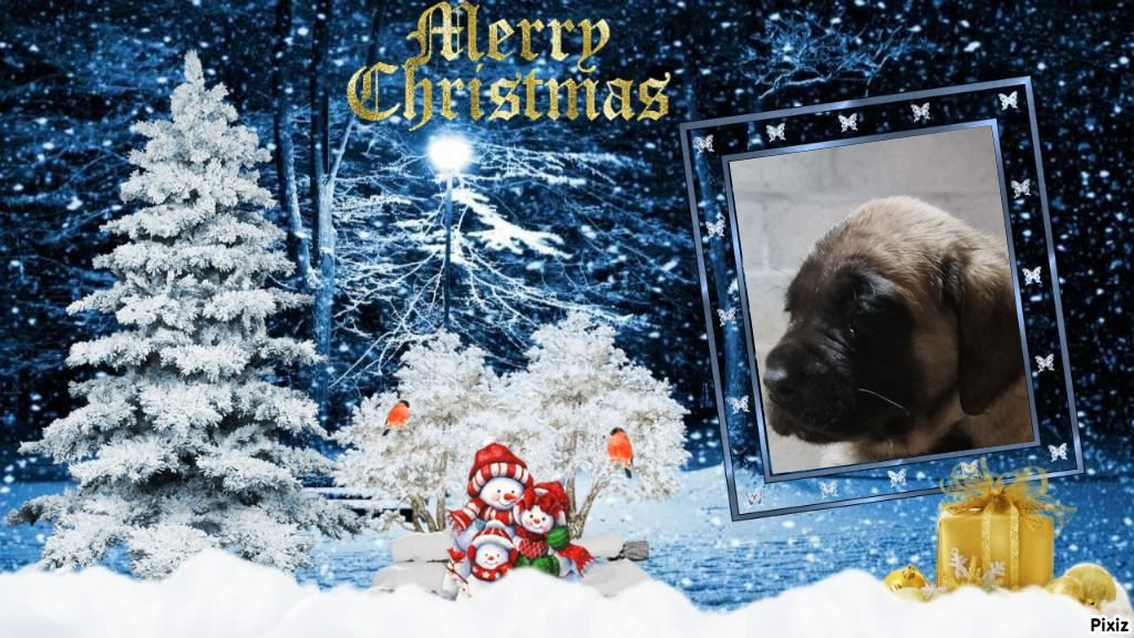 Publication : des Mastiffs d'Enfer