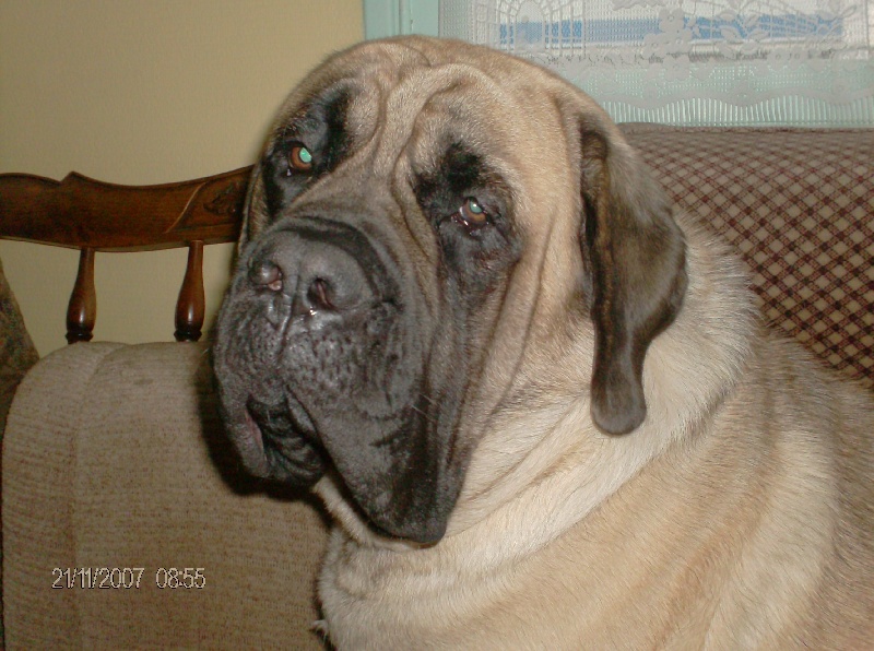 Publication : des Mastiffs d'Enfer